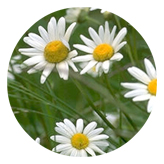 DAROUND 021 Field of Daisies